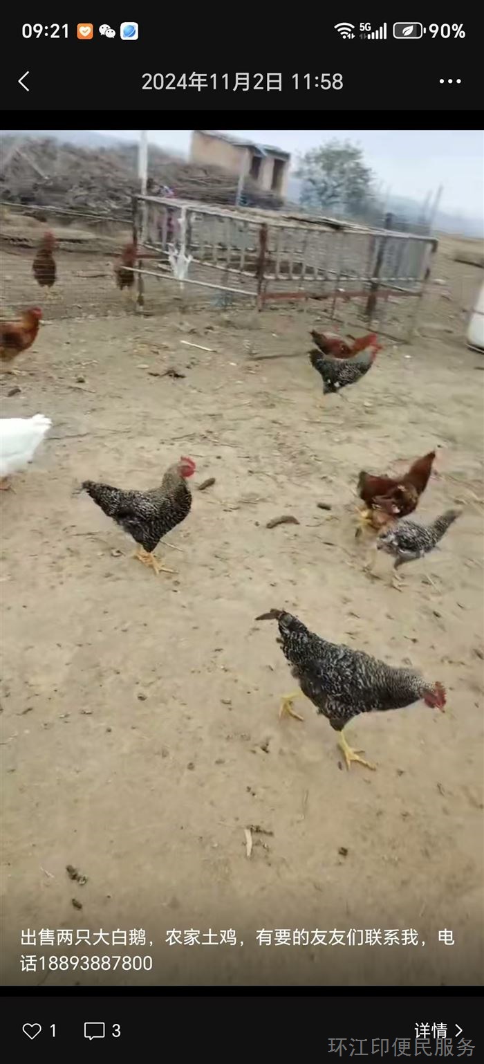 正宗农家散养土鸡，肉质美味，